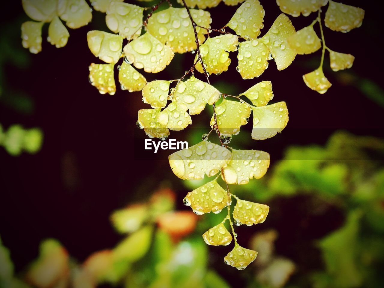 CLOSE-UP OF FRESH GREEN LEAVES