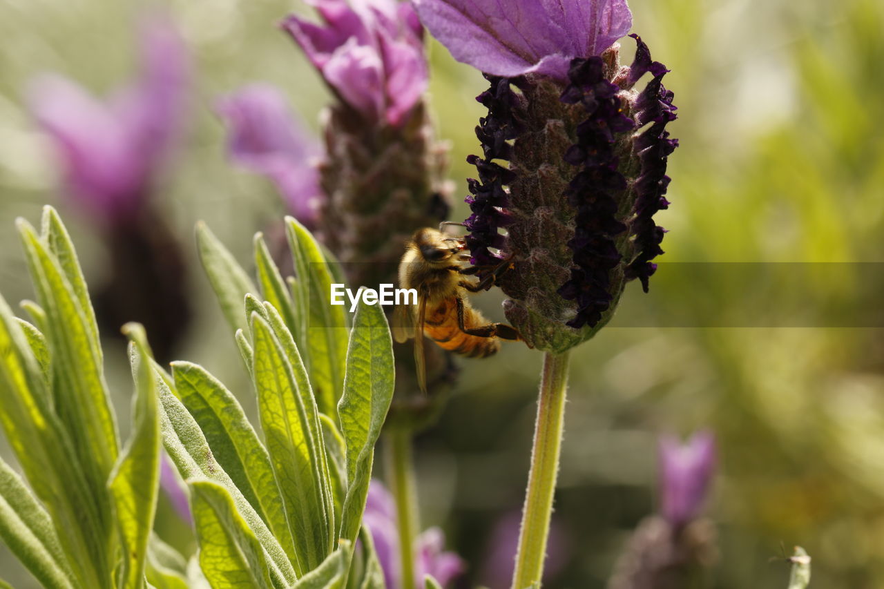 Close-up of bee pollinating on flower