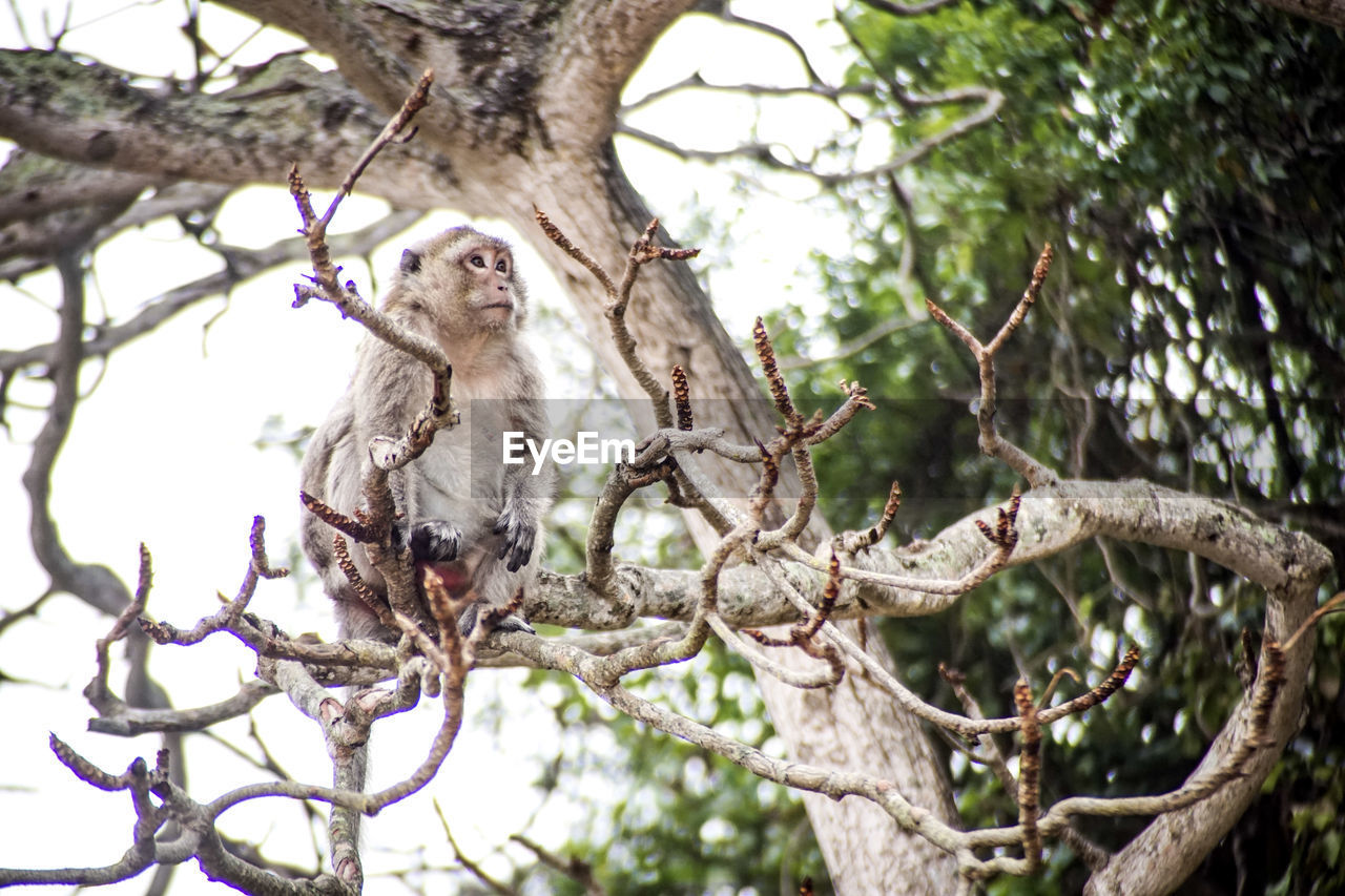 Low angle view of monkey on tree