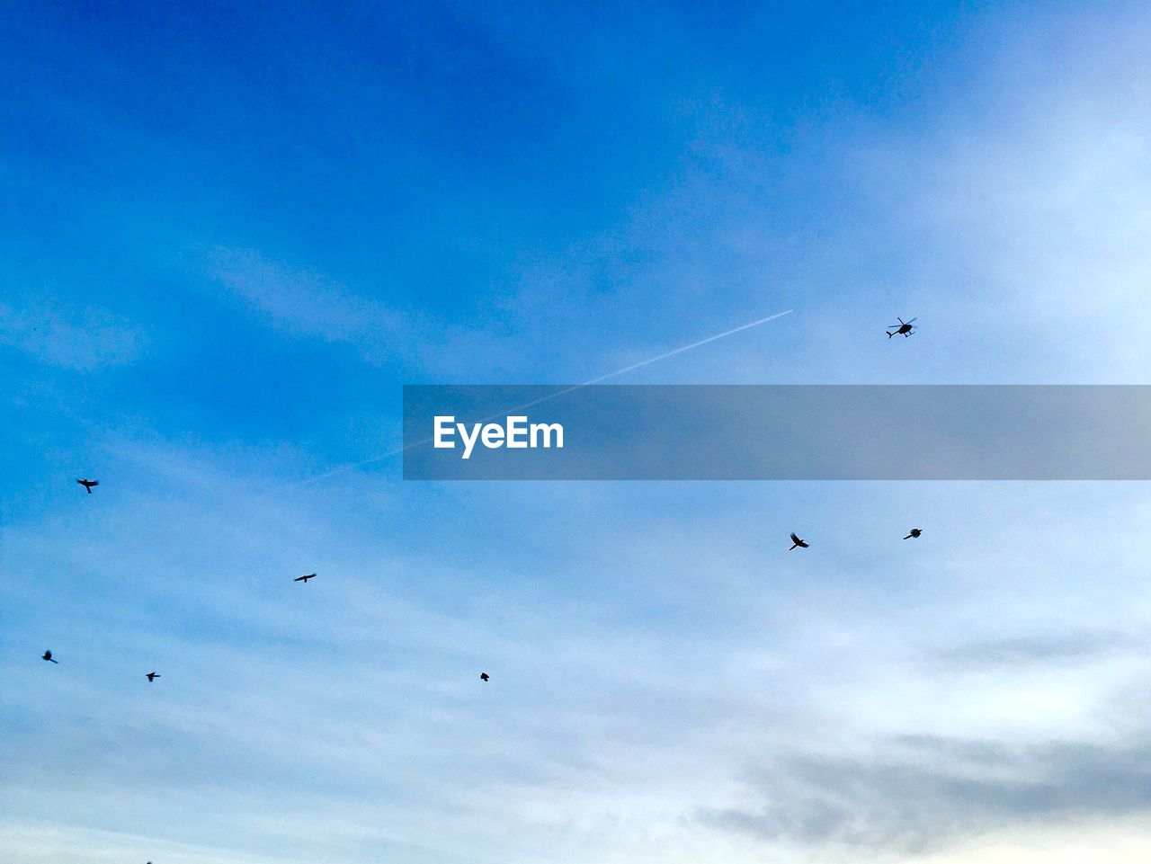 Distant view of birds and helicopter flying in blue sky