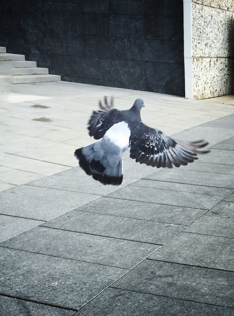 Pigeon flying above footpath