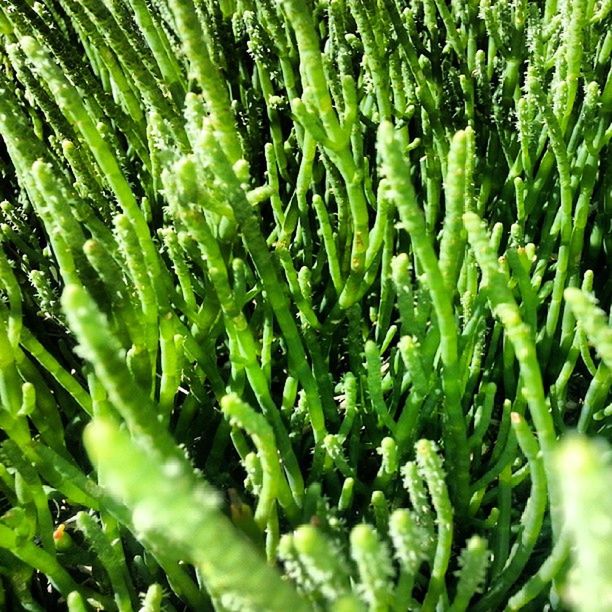 FULL FRAME SHOT OF PLANTS