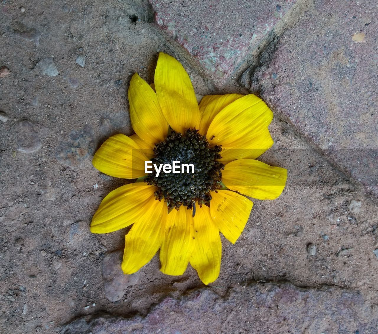 HIGH ANGLE VIEW OF YELLOW FLOWERING PLANT ON COBBLESTONE