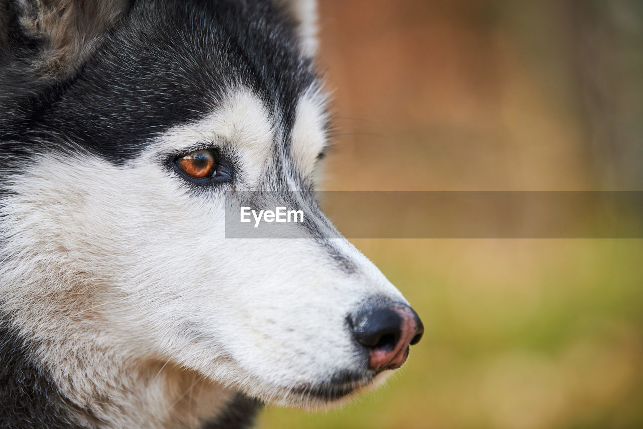 one animal, animal themes, animal, dog, mammal, pet, siberian husky, animal body part, canine, animal head, domestic animals, close-up, miniature siberian husky, looking, sled dog, no people, focus on foreground, looking away, carnivore, animal wildlife, side view, profile view, animal hair, animal eye, wildlife, outdoors, eye