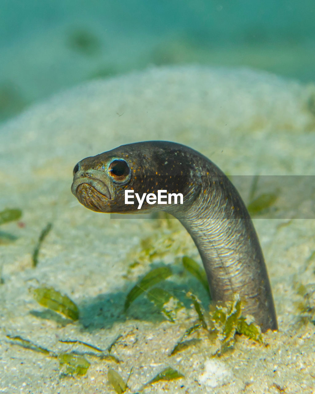 Heteroconger longissimus, brown garden eel