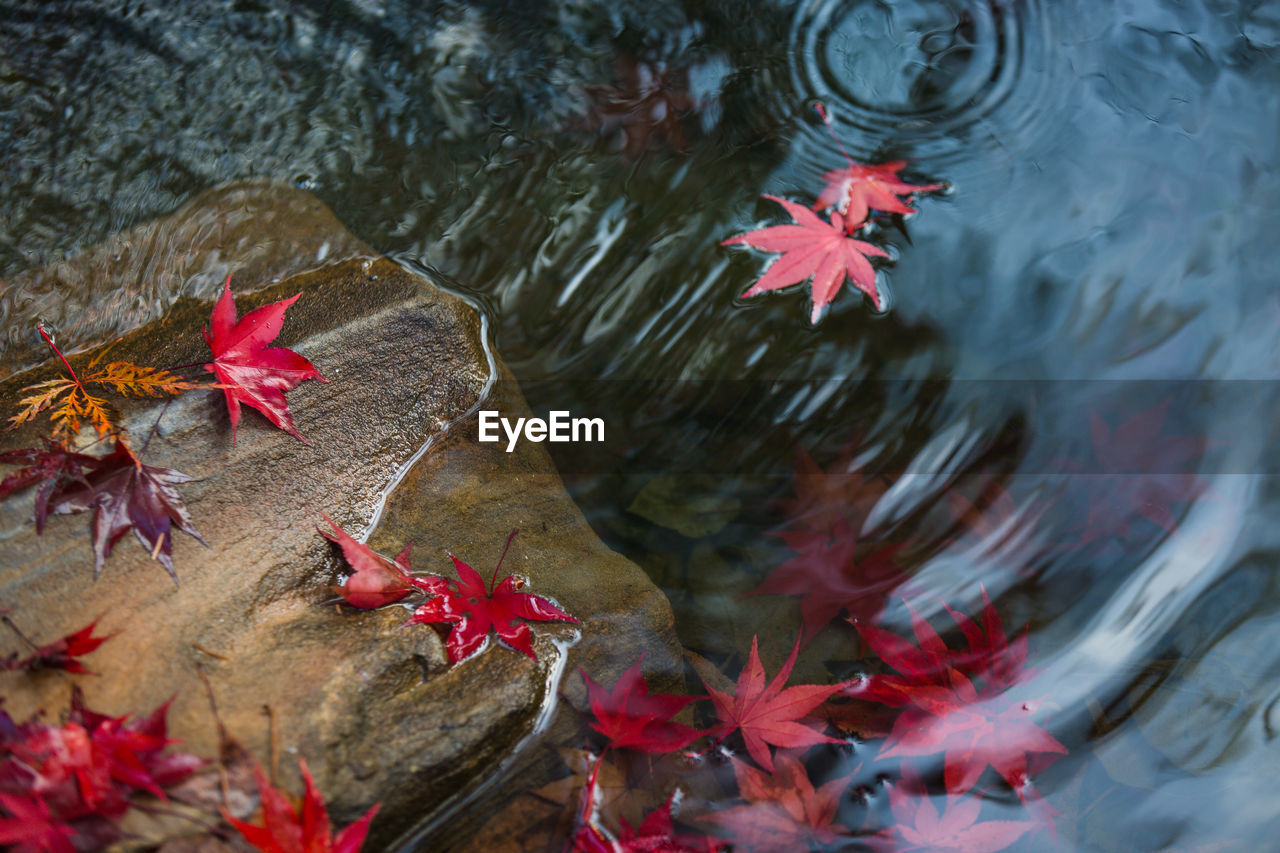 High angle view of red maple leaves floating on lake
