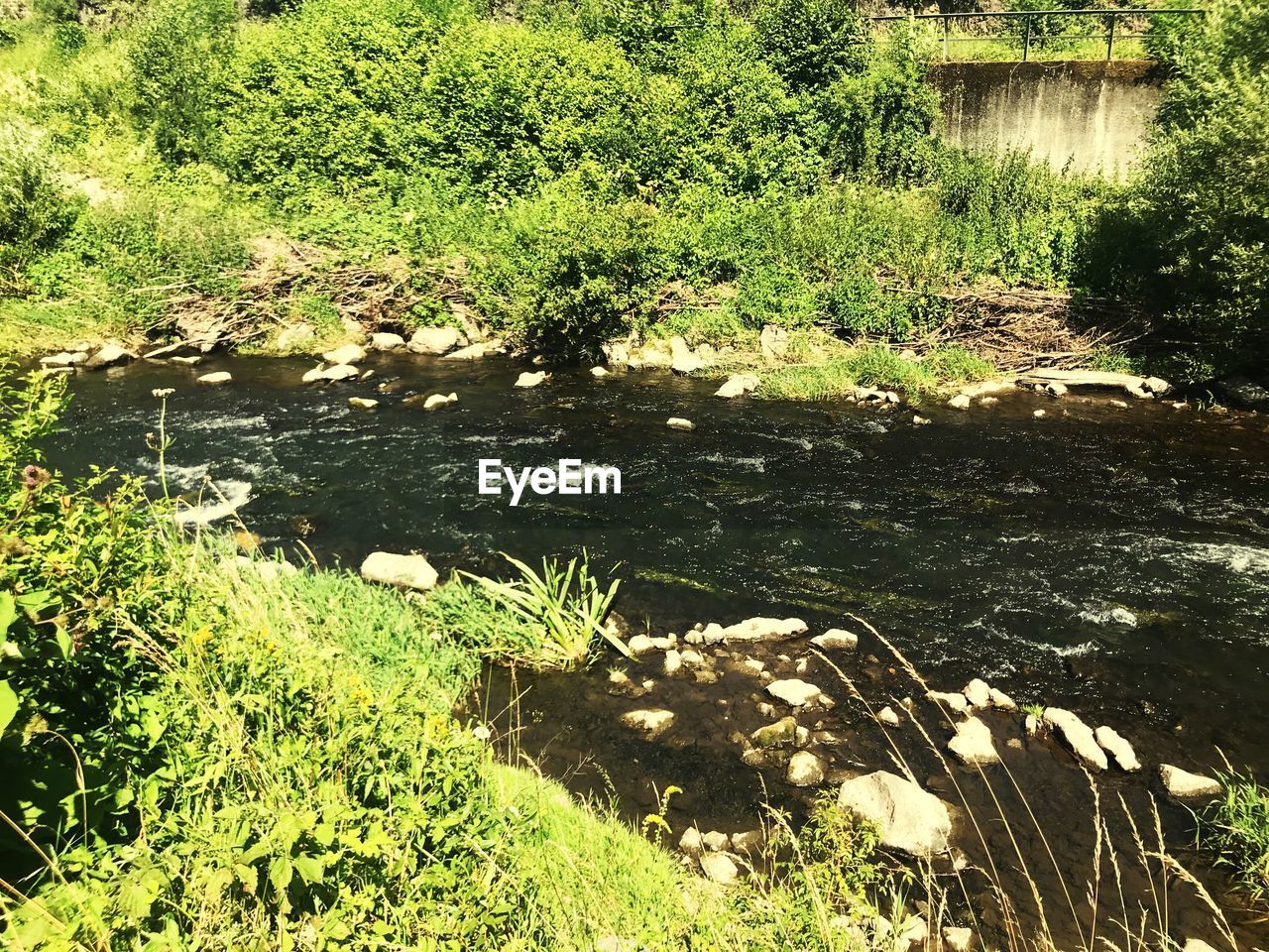 PLANTS IN LAKE