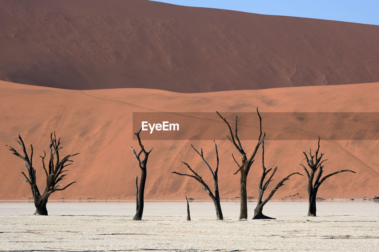 Namib national park, namibia