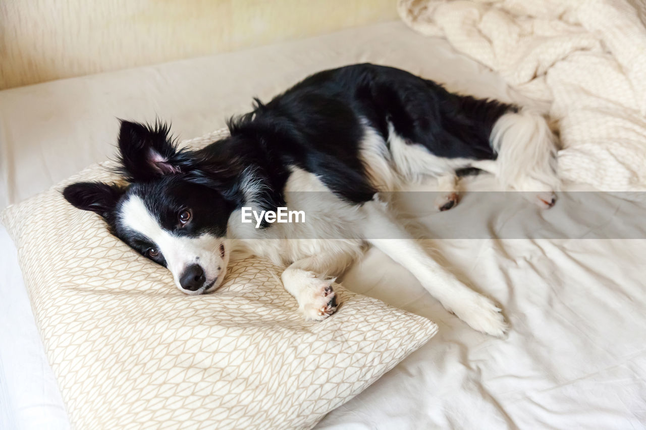 HIGH ANGLE VIEW OF DOG LYING ON BED