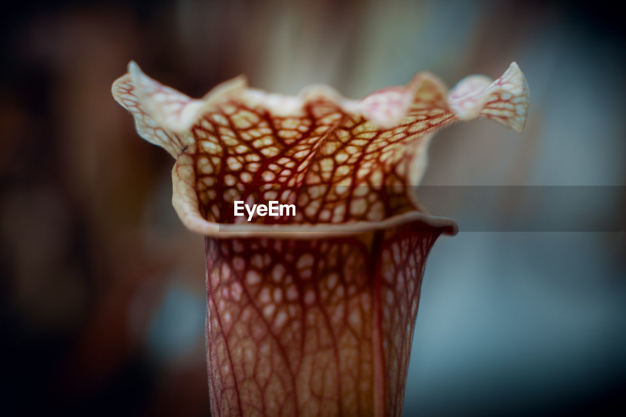 Close-up of a carnivorous plant