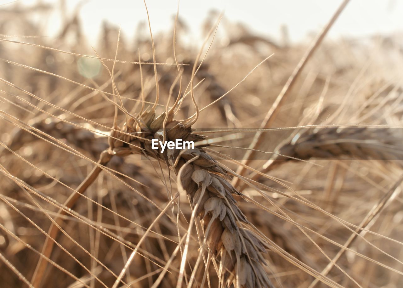 CLOSE-UP OF STALKS IN WHEAT FIELD