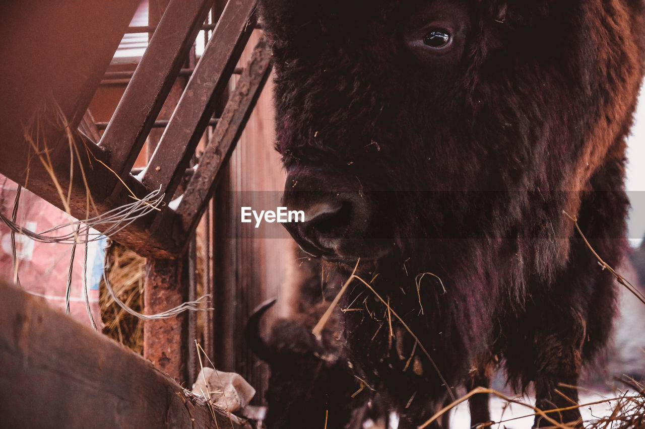 The bison eats at the feeder and looks directly to the camera