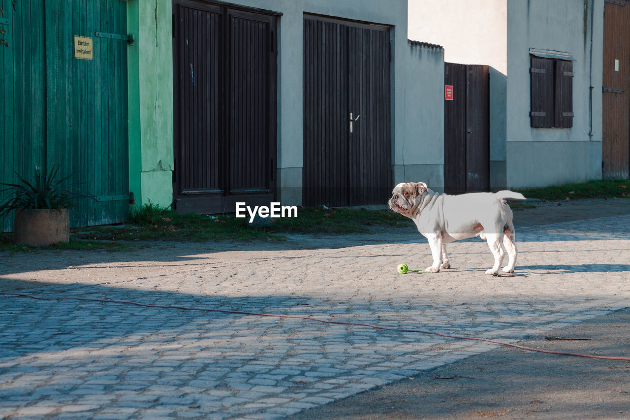 English bulldog standing with toy on footpath against buildings