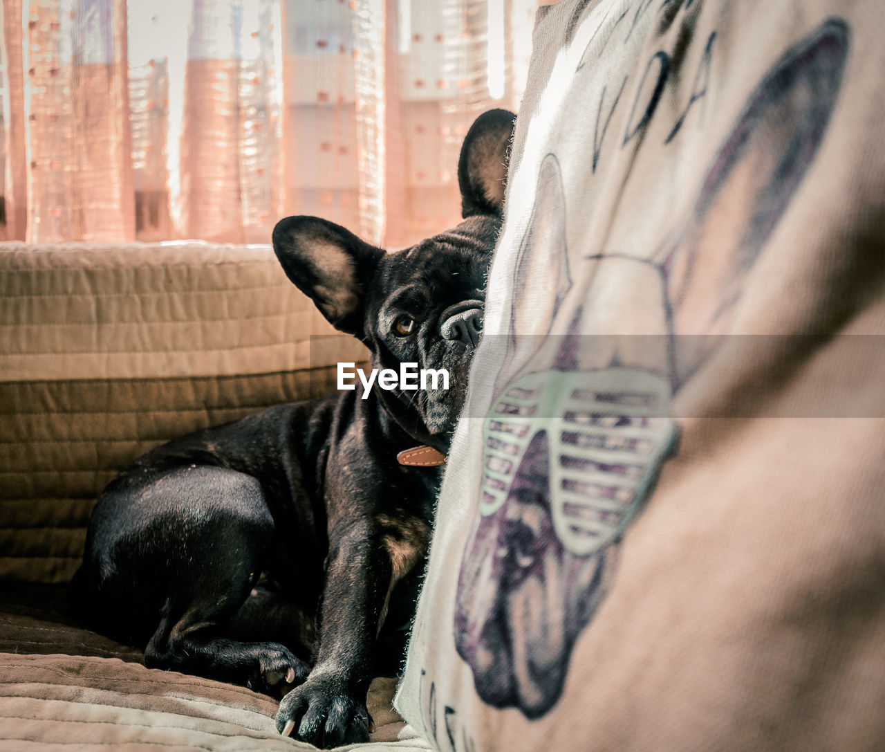 Dog resting on sofa at home