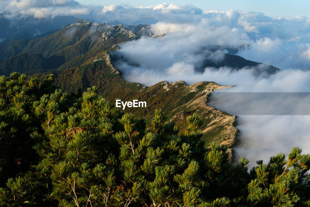 SCENIC VIEW OF TREES AGAINST SKY