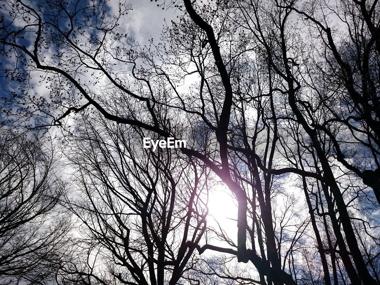 LOW ANGLE VIEW OF BARE TREES