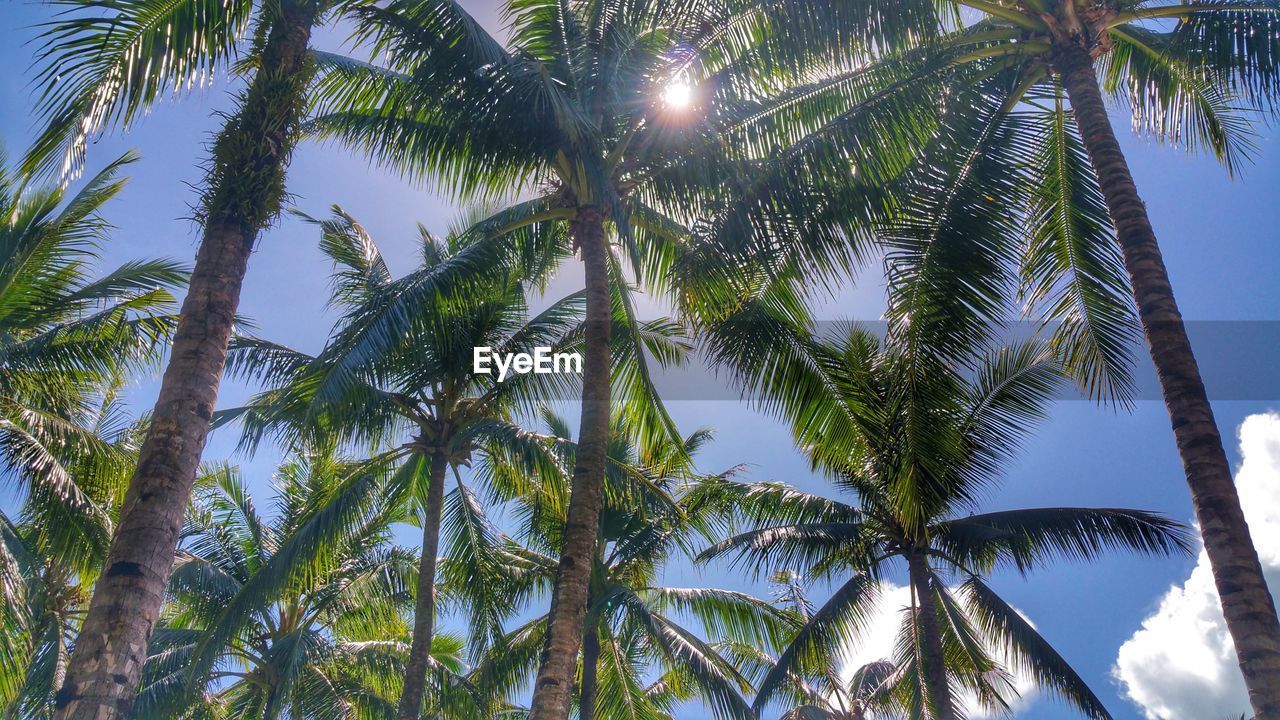 LOW ANGLE VIEW OF PALM TREE AGAINST SKY