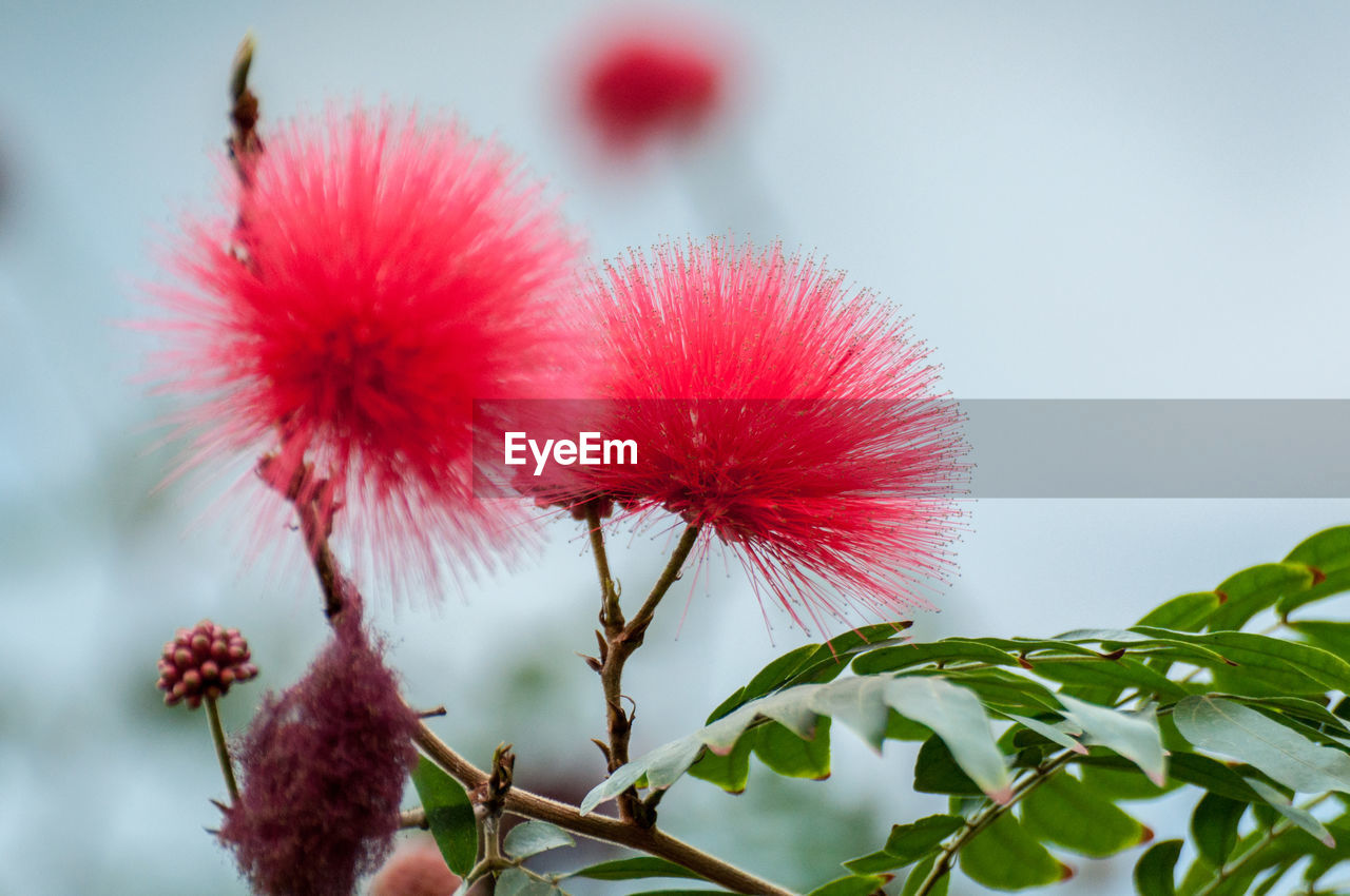 CLOSE-UP OF RED FLOWER BLOOMING AGAINST SKY