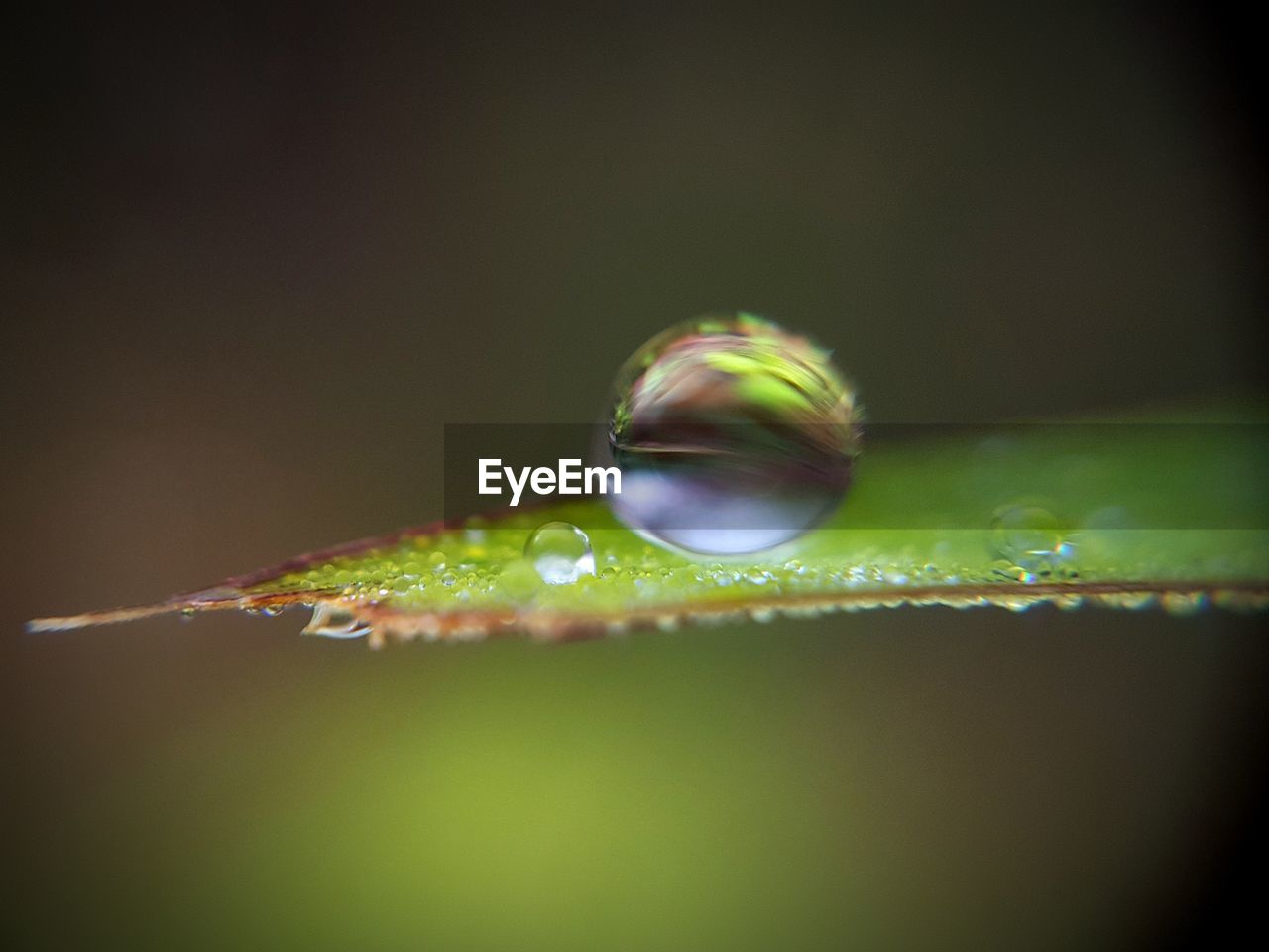 CLOSE-UP OF WATER ON LEAF