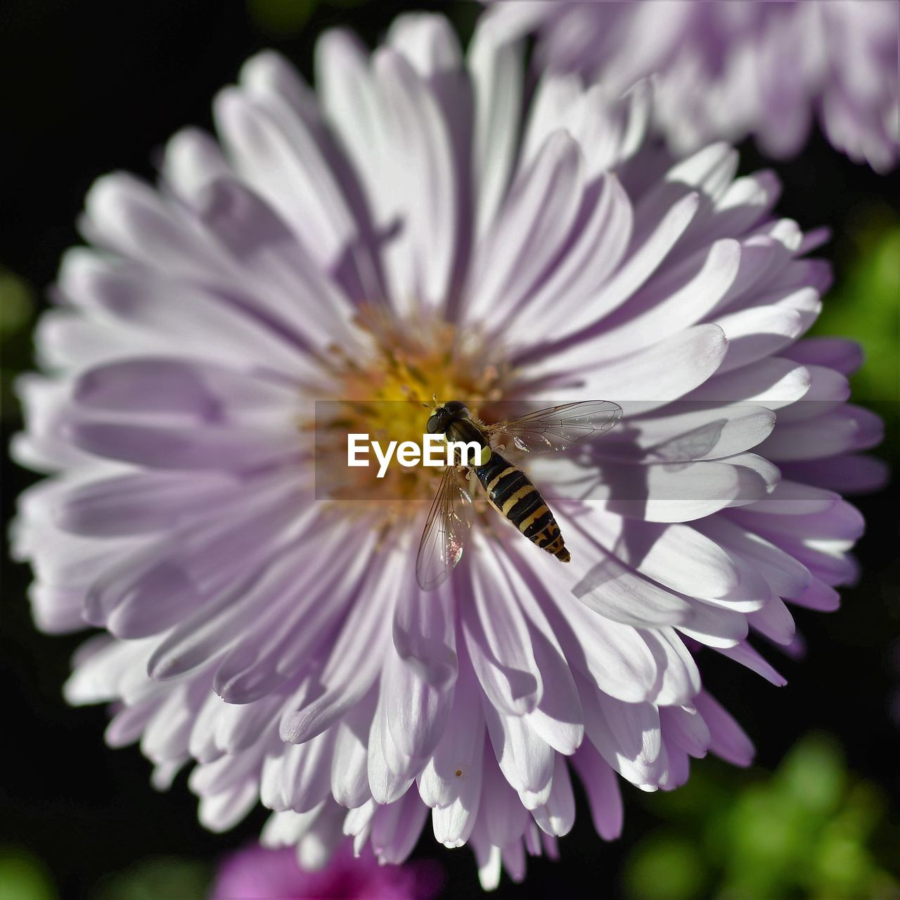CLOSE-UP OF BEE ON PURPLE FLOWER