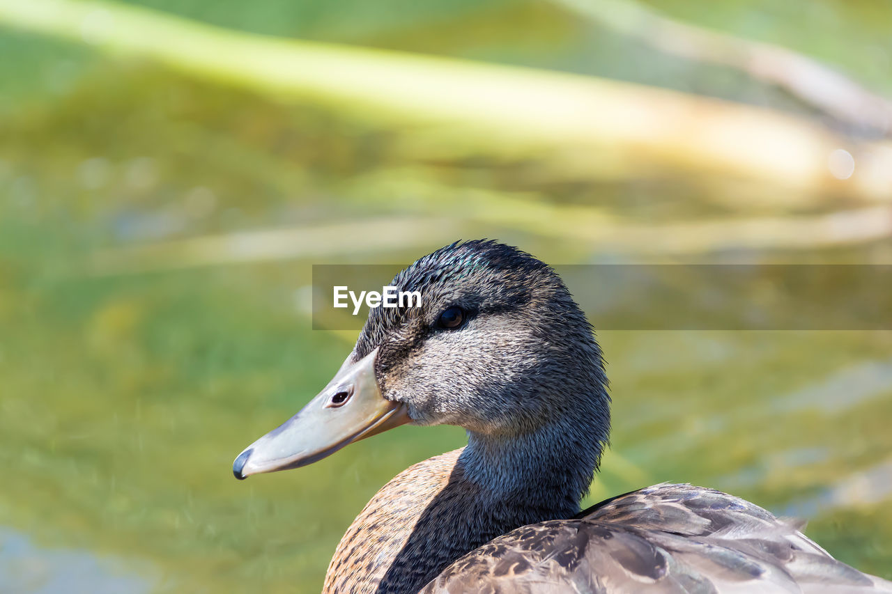 CLOSE-UP OF MALLARD DUCK SWIMMING IN LAKE