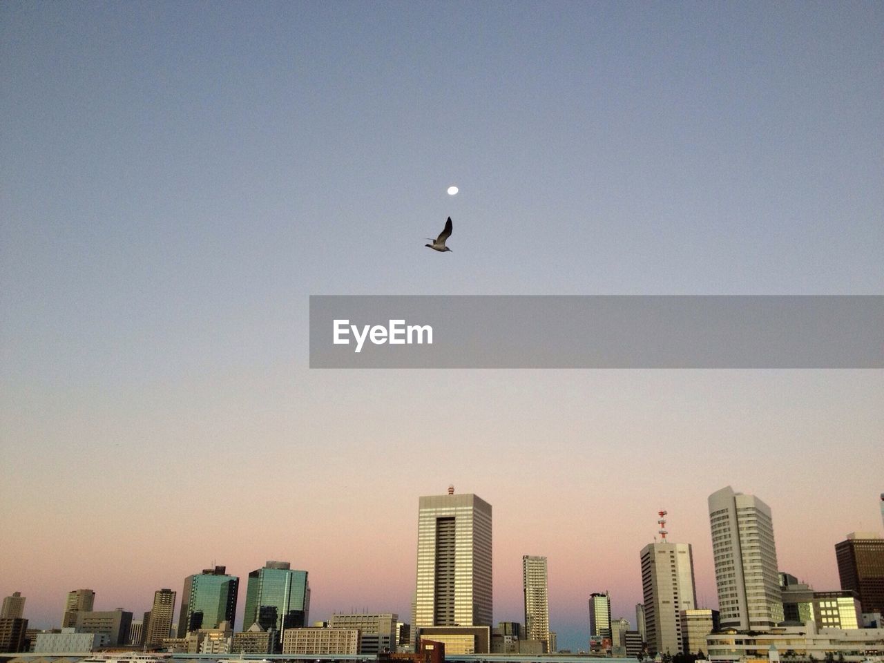 Bird flying over city against sky