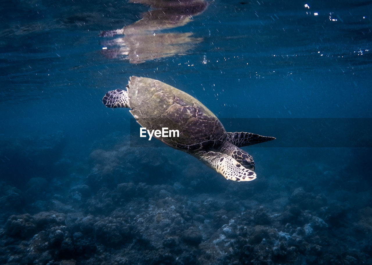 Turtle swimming in sea