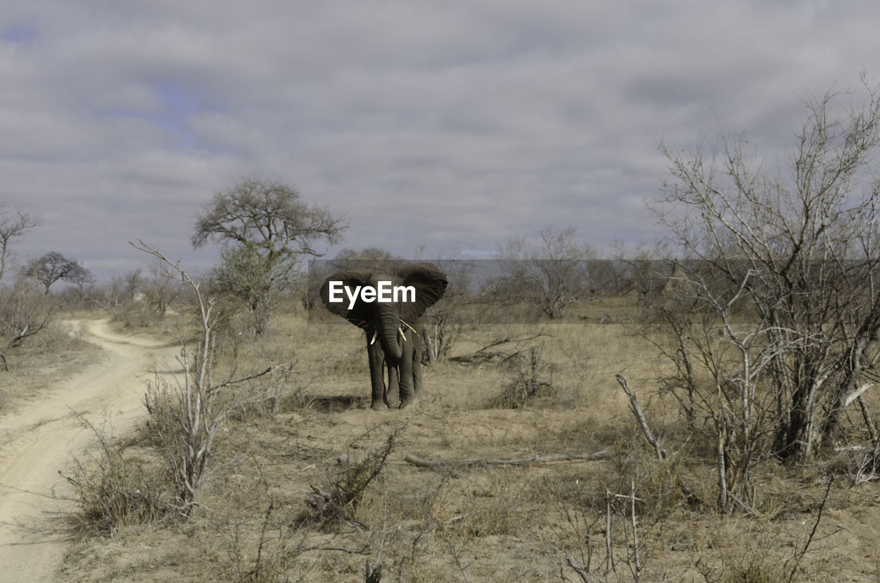 HORSE ON FIELD