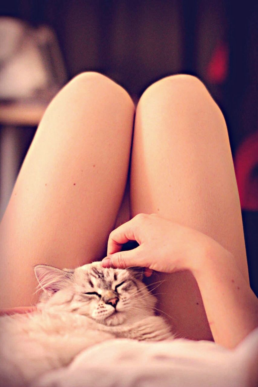 Cat relaxing on woman