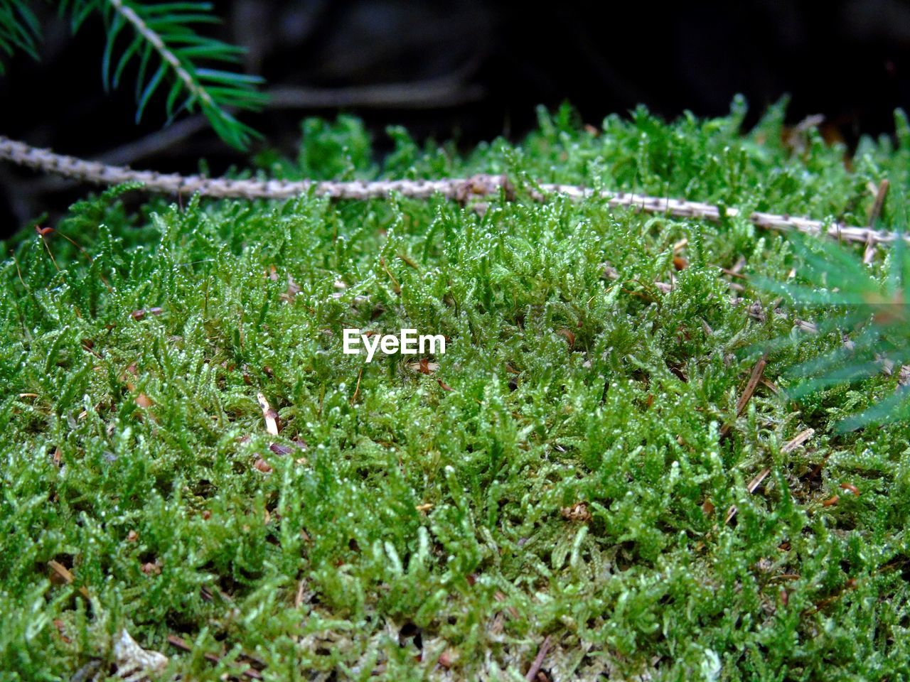 CLOSE-UP OF FRESH GREEN PLANTS IN FIELD