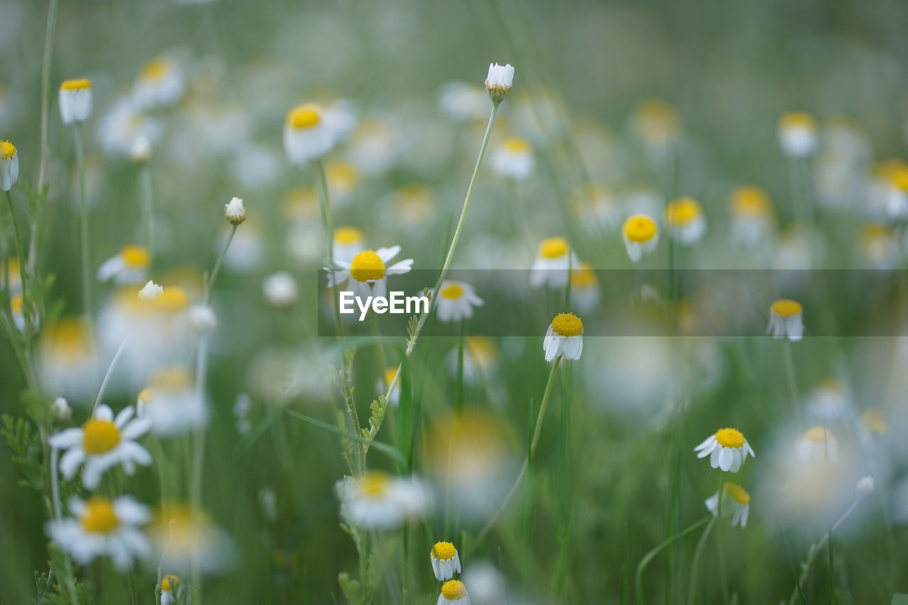 Wide field of matricaria chamomilla recutita, known as chamomile, camomile or scented mayweed.