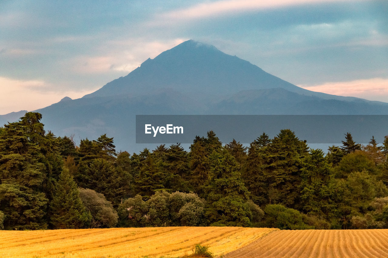 SCENIC VIEW OF TREES AND MOUNTAINS AGAINST SKY