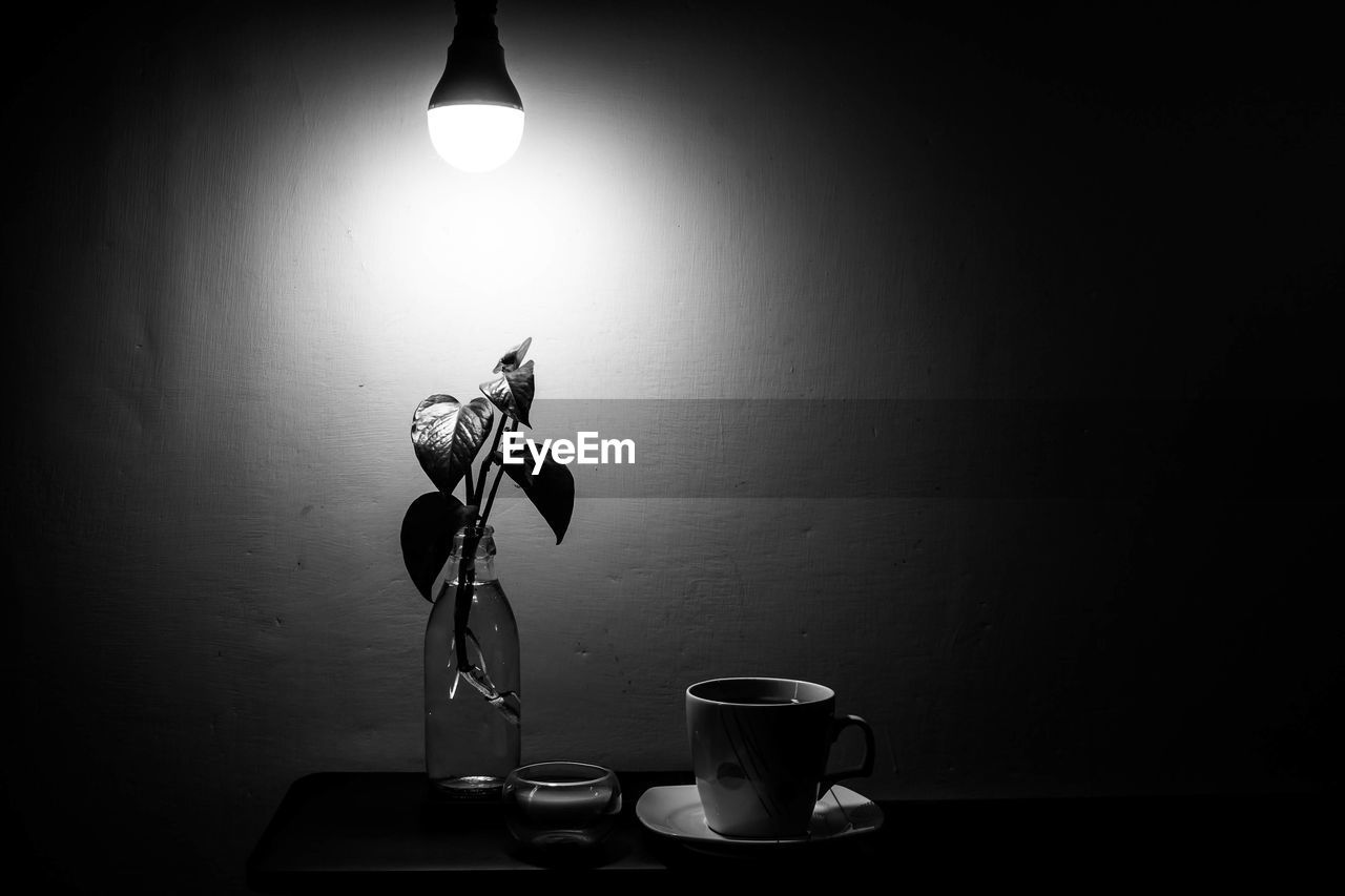 Plant under light bulb