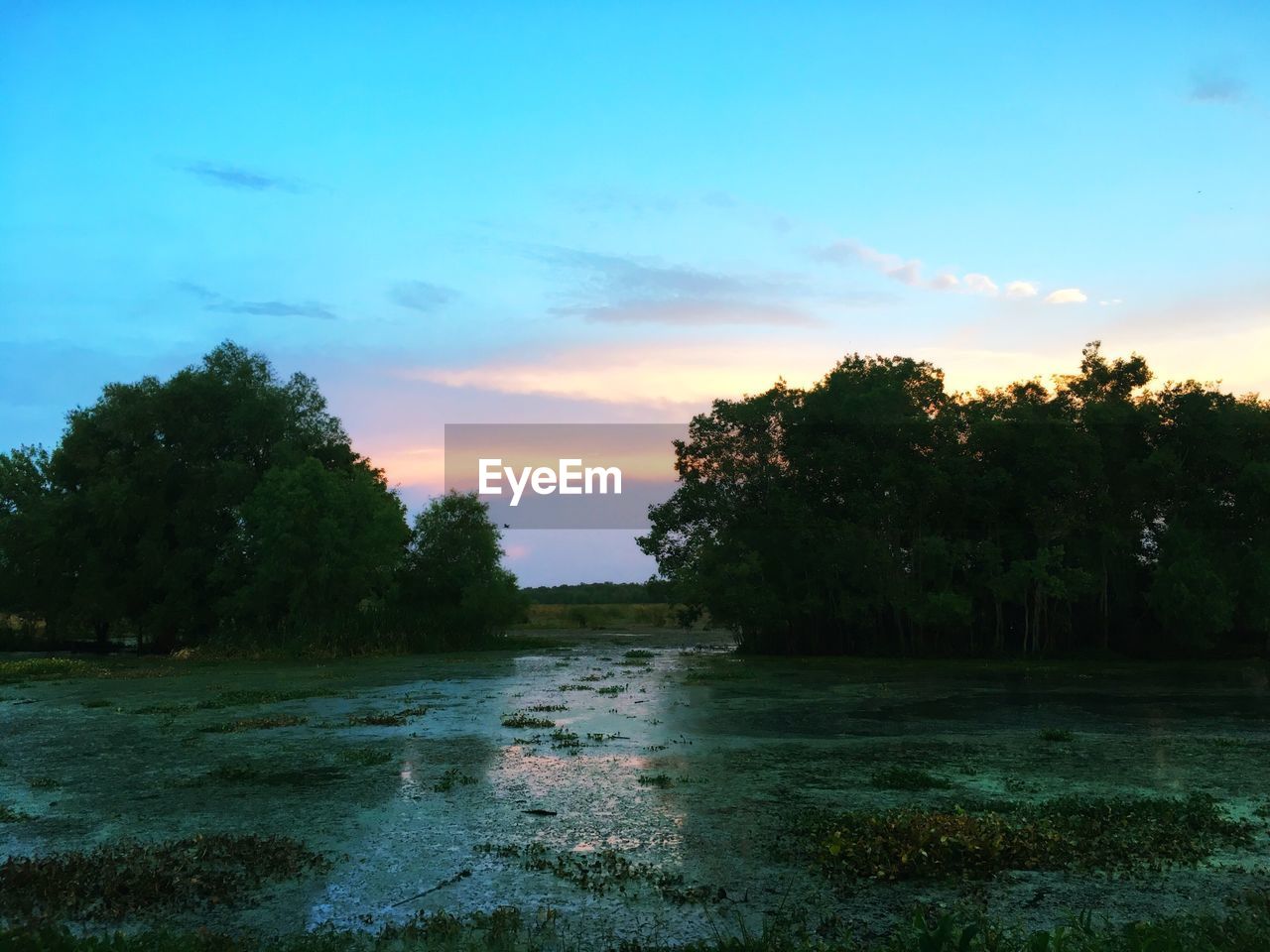 sunset, tree, sky, beauty in nature, scenics, nature, water, tranquil scene, tranquility, no people, cloud - sky, outdoors, landscape, day