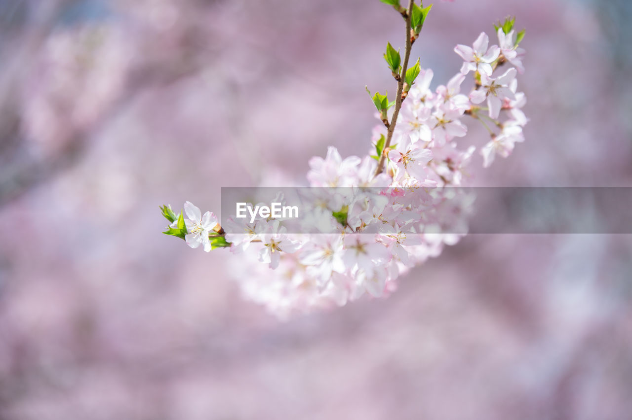 CLOSE-UP OF CHERRY BLOSSOMS