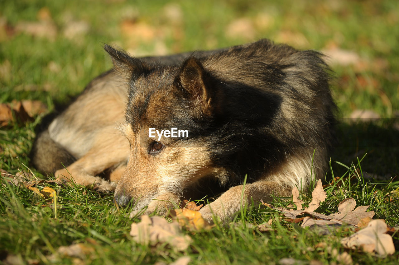 DOG RESTING ON FIELD