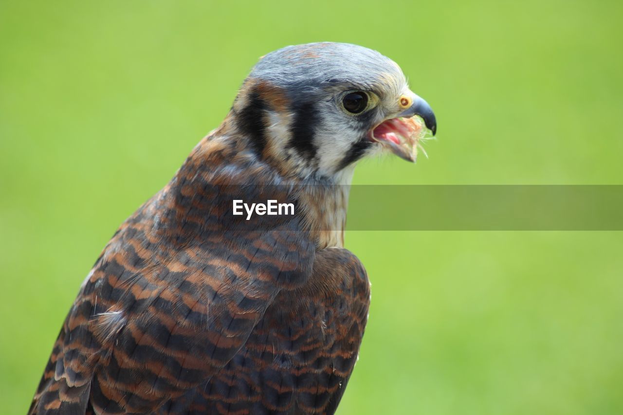 Close-up of falcon looking away