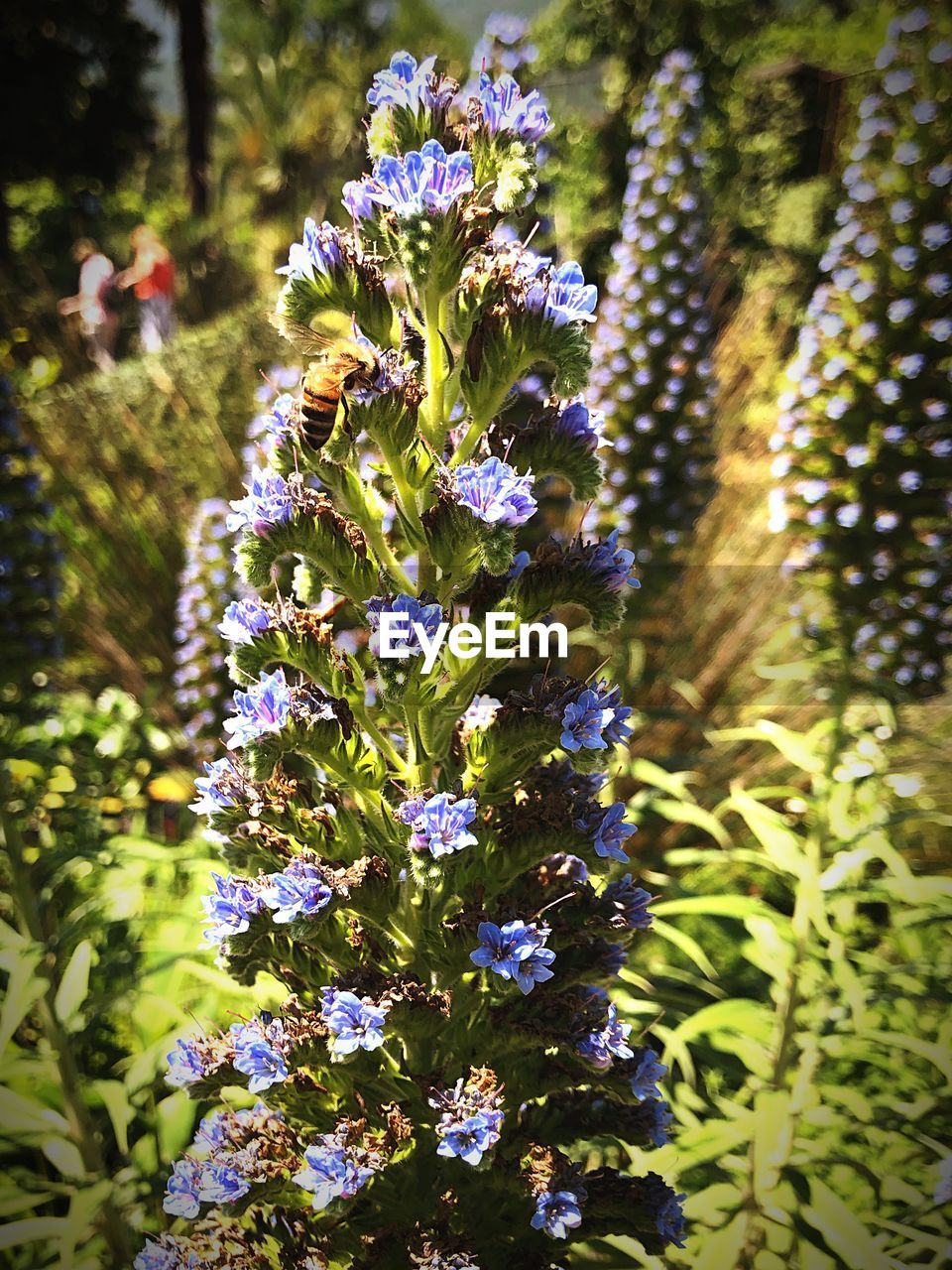 CLOSE-UP OF FLOWERING PLANTS IN PARK