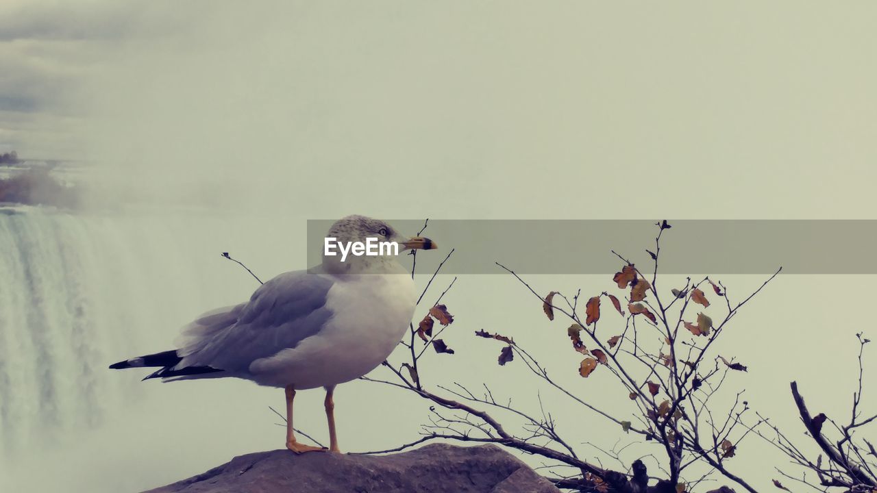 CLOSE-UP OF BIRD PERCHING ON TREE AGAINST SKY