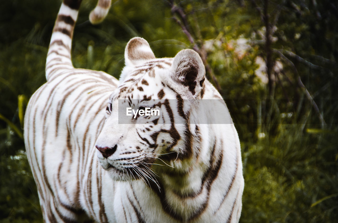 The white tiger