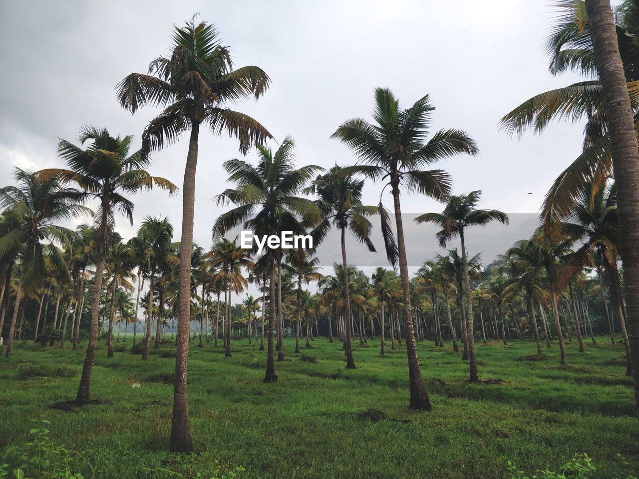 Coconut trees farm against sky
