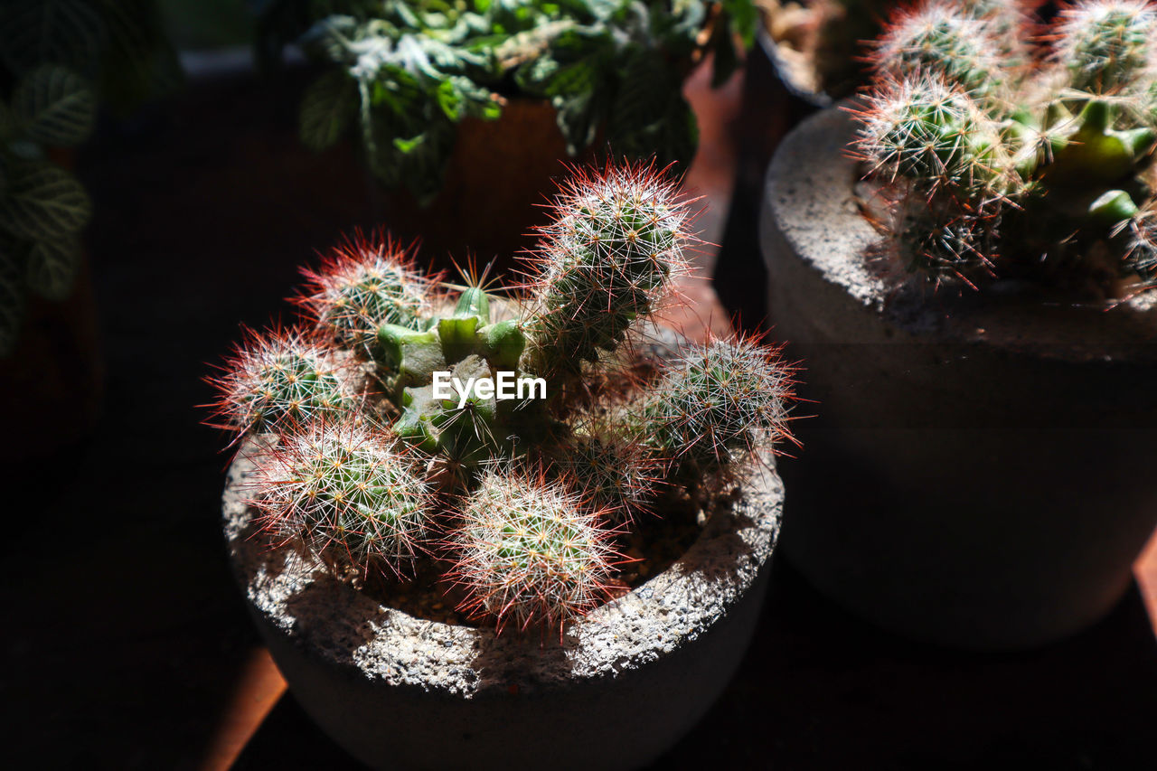 High angle view of succulent plant