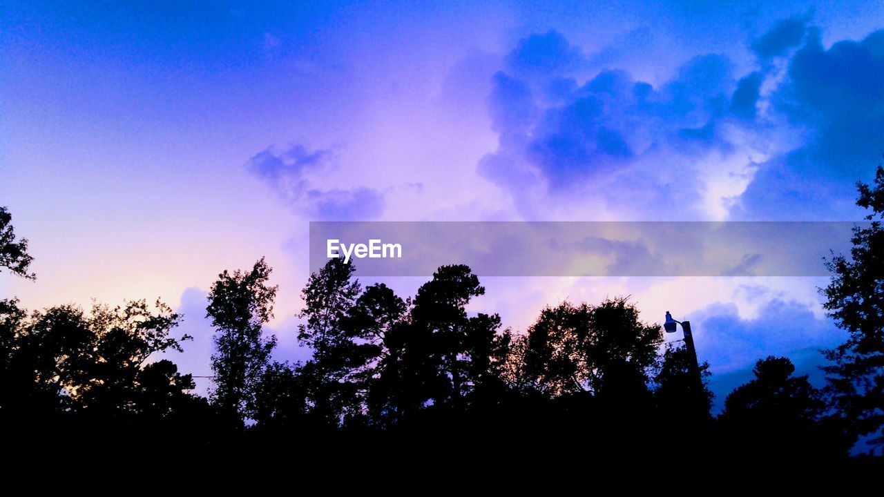 SILHOUETTE TREES AGAINST BLUE SKY