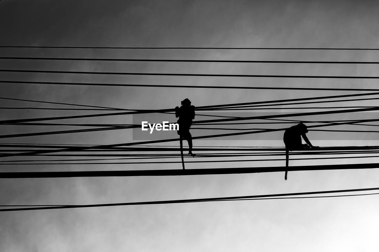 Low angle view of silhouette monkeys on cables against sky