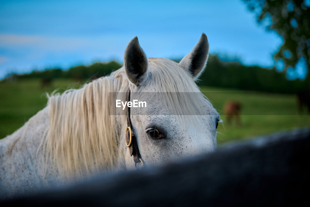 HORSE IN RANCH