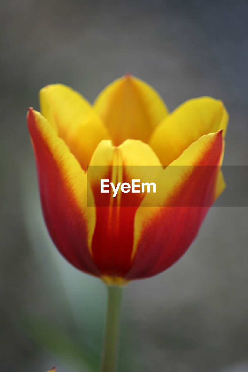 Close-up of yellow tulip blooming outdoors