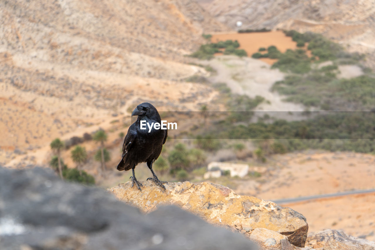 Crow perching on rock