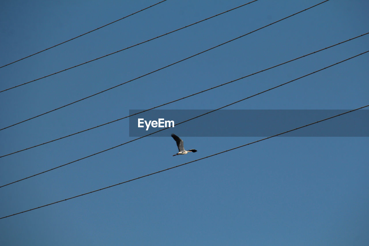 animal themes, cable, animal, bird, line, blue, animal wildlife, sky, wildlife, electricity, one animal, clear sky, low angle view, wing, nature, no people, perching, day, power line, technology, power supply, outdoors, power generation, copy space