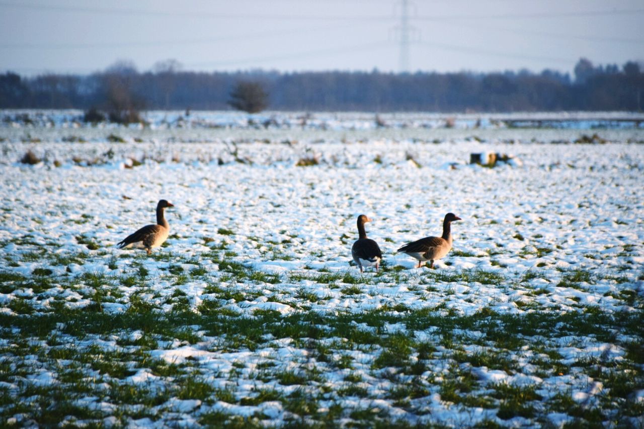 Wide angle of gooses on snow covered landscape