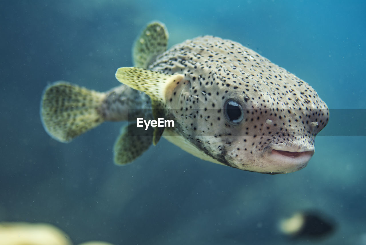 CLOSE-UP OF FISH UNDERWATER